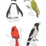 Field Guide to Dumb Birds Sticker Book
