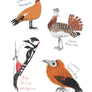 Field Guide to Dumb Birds Sticker Book