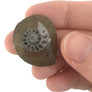 Ammonite |
Compact Curiosities Ammonite Fossil