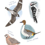 Field Guide to Dumb Birds Sticker Book