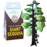 Crystal Growing Giant Sequoia |
Craft Kit Science Kit