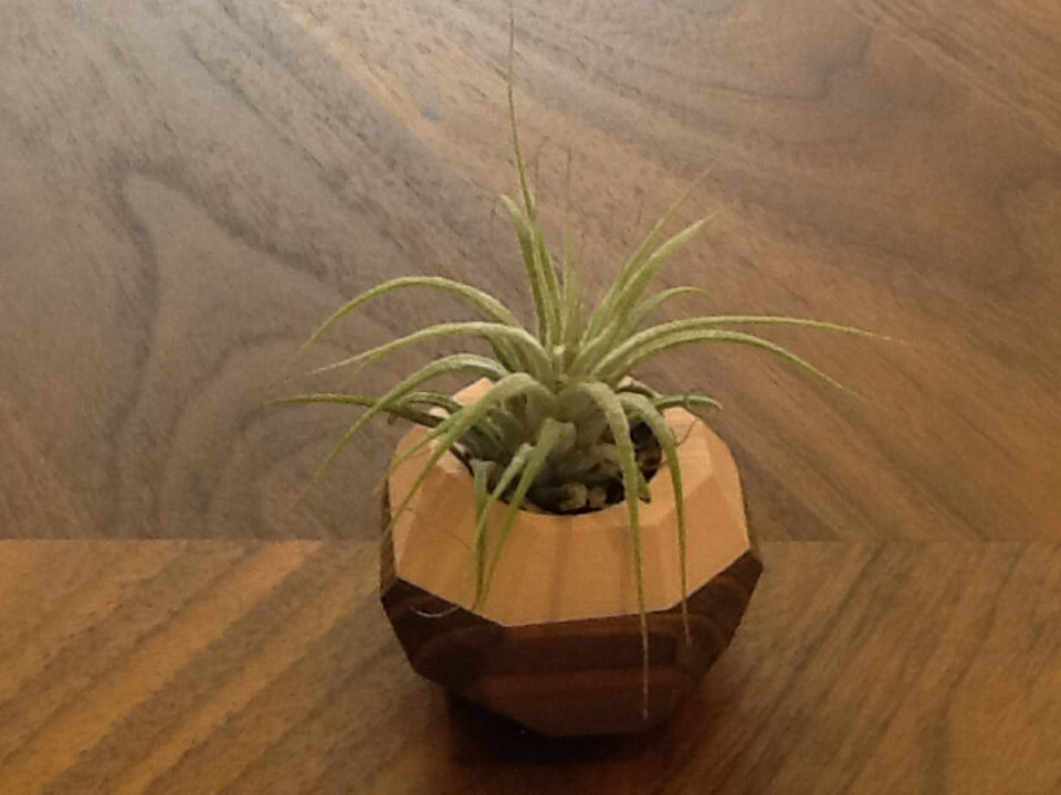 air plant magnet Geo Air Plant Magnet – Lewis & Pine