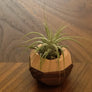 Geo Air Plant Magnet