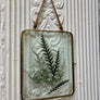 Framed Pressed Botanical Art 8x10