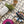 Geo Color Plateau