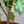 Tiny Treehouse for your plants