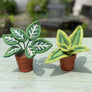Zebra Potted Plant