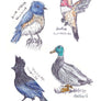 Field Guide to Dumb Birds Sticker Book