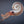 Ammonite |
Compact Curiosities Ammonite Fossil