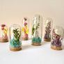 Crystal Fairy Garden Mix Mini Glass Cloche Terrariums