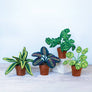 Money Plant Felt Plant