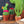 Small Prickly Pear Cactus