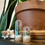 Beach Mix Mini Terrarium Crystal Ocean Dried Floral Bunch