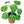 Money Plant Felt Plant