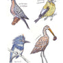 Field Guide to Dumb Birds Sticker Book