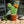 Small Prickly Pear Cactus