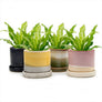 Minute Handmade Ceramic Planter Indoors Pot With Saucer