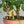 Tiny Treehouse for your plants