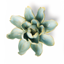 English Garden Robin's Egg Blue Aurora Water Lily
