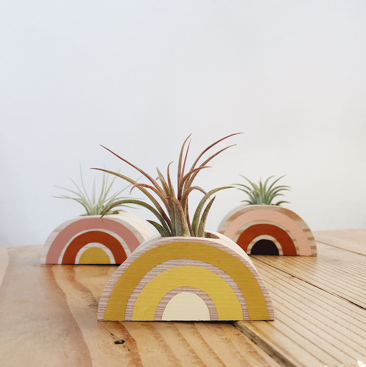 Rainbow Air Plant Holder