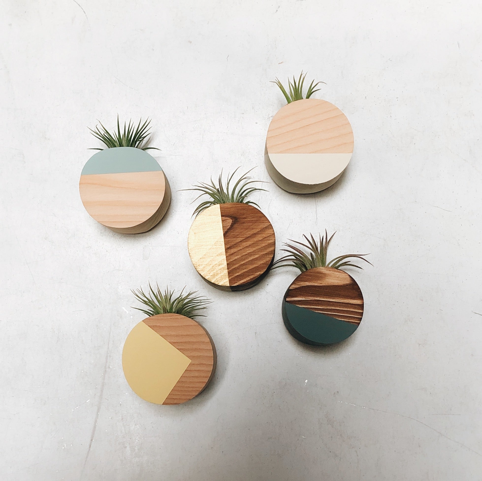 air plant magnet Circle Air Plant Magnet – Lewis & Pine
