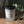 Xia Candle