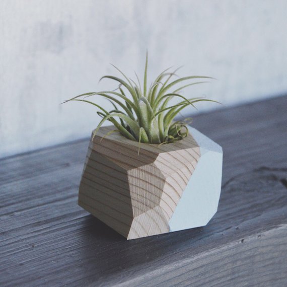 Small Geo Air Plant Holder