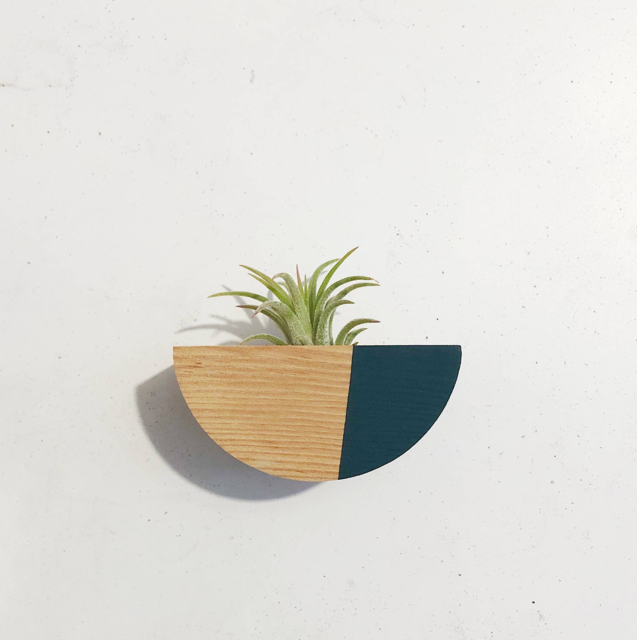 air plant magnet Half Circle Air Plant Magnet – Lewis & Pine