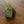 Geo Air Plant Magnet