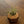 Geo Air Plant Magnet